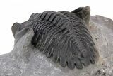 Detailed Hollardops Trilobite - Excellent Eye Facets #221036-5